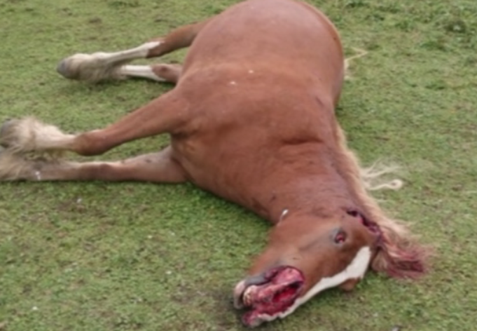 mutilated horse