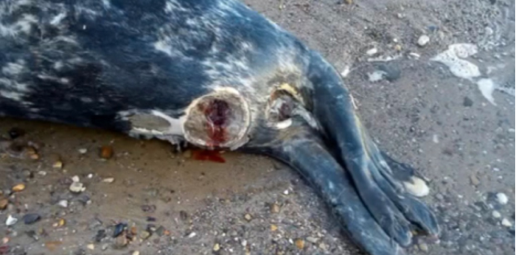 mutilated seal